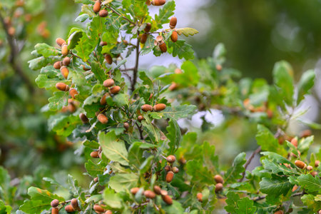 An Oak Tree filled with Acorns and Lush, Vibrant Green Leaves in a Beautiful Landscapeの写真素材