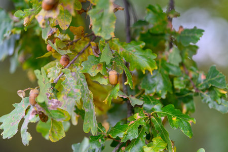 A CloseUp of Beautiful Oak Leaves and Acorns Found in Nature During Autumn Season