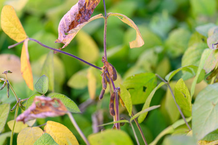 Vibrant soybean fields illustrating sustainability principles, Visual depiction of environmentally...