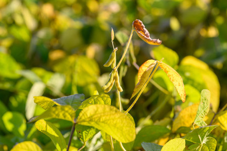 Daybreak reveals soybean plant, Dewcovered leaf hosts delicate insect at dawn, Morning sunlight...