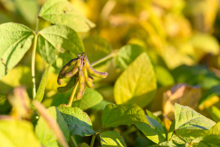 Rich crop detail, Mature soy plants in sunlight, Lush soybean growth with ripe pods and colorful...