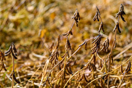 Soybean pod closeup, Warm afternoon soybean field, Detailed view of soybean pods and stems, Closeup...