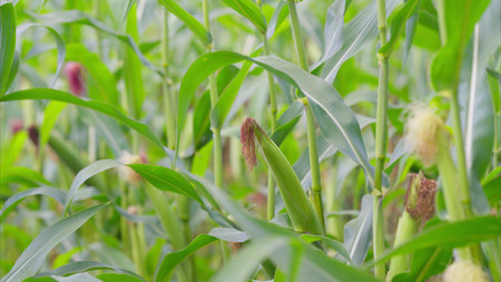 Lush Green Crops Are Flourishing Beautifully in a Vibrant Field Under the Bright Sunlight