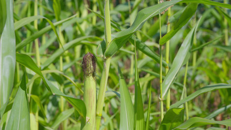 A Vibrant Cornfield with Insects Visible Across the Expansive Landscape of Nature