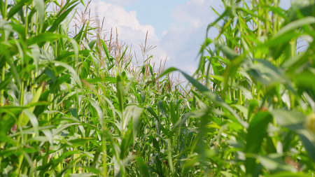 A Beautiful Lush Cornfield Pathway Beneath a Bright Blue Open Sky is Truly Inviting