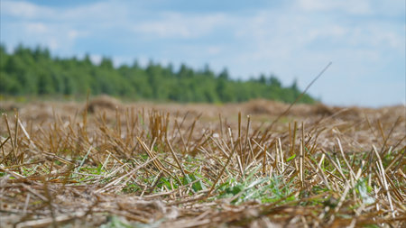 A Beautiful and Serene Landscape Featuring Tall Grass and Lush Trees Beneath a Clear Blue Skyの写真素材
