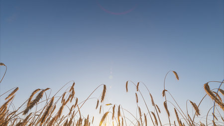 A Beautiful Serene Golden Field Under a Clear Blue Sky at Dusk During a Stunning Sunset