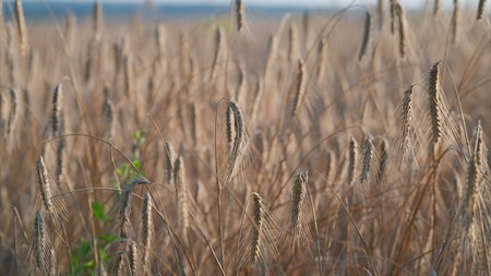 Golden Grains in a Beautiful Field During the Spectacular Sunset Over the Horizon