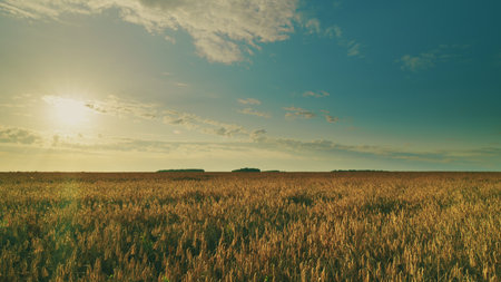 Golden Fields Magnificently Spread Out Beneath a Stunningly Breathtaking Sky at Sunset Time