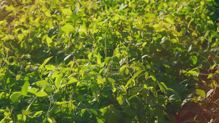 Experience the Stunning Beauty of Vibrant Green Soybean Foliage Set Amidst Natures Lush Environment