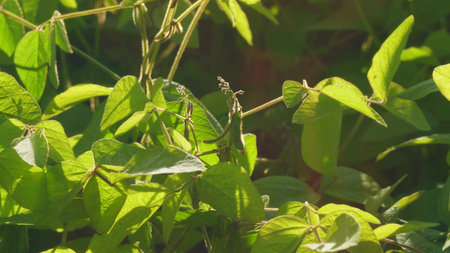 Lush Green Foliage Surrounded by Sunlight and Natures Playful Touches Appears Serene