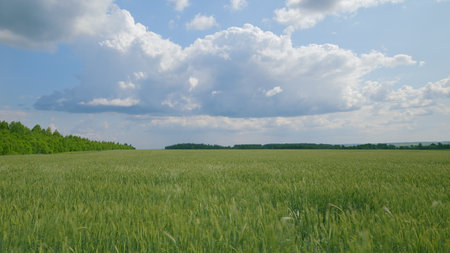 Experience the beauty of a Summer Landscape with a vibrant Green Field under fluffy Clouds