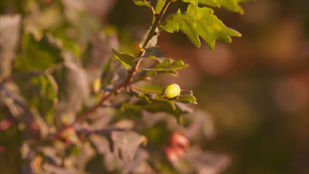 Lush, vibrant green oak leaves adorned with acorns are illuminated by bright sunlight