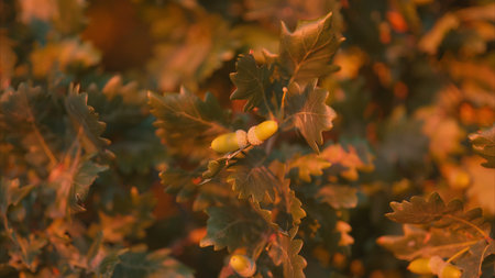 A CloseUp of Beautiful Green Acorns Resting on a Leafy Plant Full of Life and Colorful Details