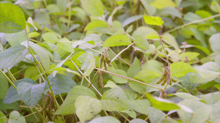 A Vibrant CloseUp of Lush Green soy Foliage from Ground Cover Plants in Natures Beauty