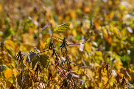 Focused image capturing textured soybean pods and surrounding leaves, Highresolution photograph...