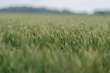 A Beautiful and Lush Green Field of Ripening Wheat Spreading Under a Clear Blue Sky