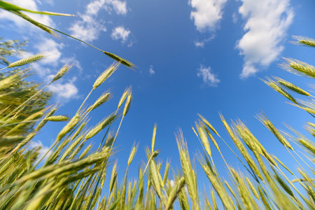 A colorful and vibrant wheat field showcased beautifully against a clear, blue skyの写真素材
