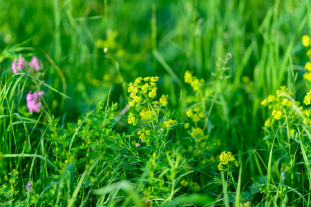 Vibrant and Colorful Wildflowers are Blooming Majestically in a Lush, Green Meadow Full of Life