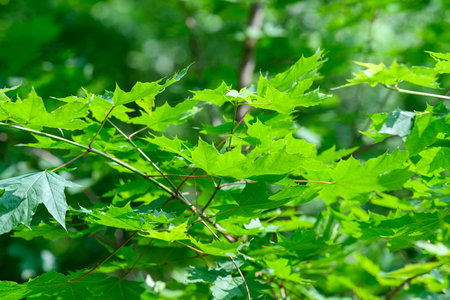 Bright and Vibrant Green Maple Leaves Bathed in the Warm Sunshine of the Beautiful Day