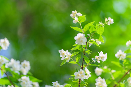 Beautiful Delicate White Flowers Are Surrounded by Lush, Vibrant Green Foliage Nearbyの写真素材