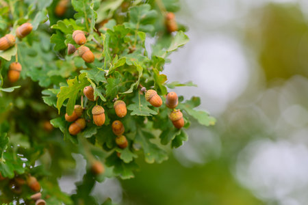 An Oak Tree adorned with Acorns and vibrant Green Leaves thrives in its Natural habitat