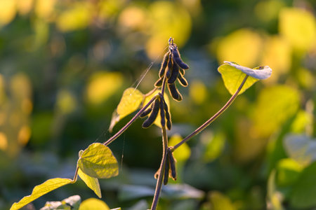 Agronomy trial showing soybean pod cluster, selective focus on maturity stages, observational tone...