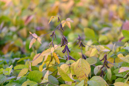 Soybean field scene, Evening lighting captures scattered pods and changing leaf colors, Broad view...