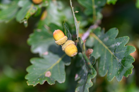 Young Acorns Growing on Bright Green Oak Leaves in the Beautiful Natural Worldの写真素材