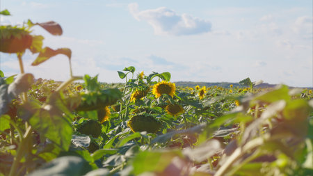 A Vibrant Sunflower Field Under a Beautiful Clear Sky Full of Sunshine and Lightの写真素材