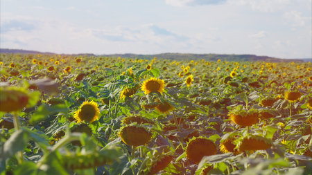 An Expansive and Vibrant Sunflower Field Spreading Out Under a Clear and Bright Blue Sky Aboveの写真素材