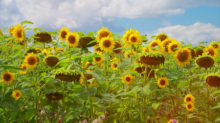 A Beautiful and Vibrant Sunflower Field is Spreading Beneath a Clear Blue Sky Above