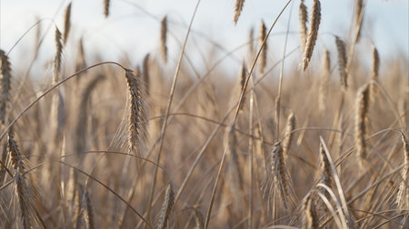 A beautiful Golden Wheat Field illuminated in Soft Light during a tranquil summer day