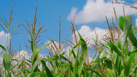A Vibrant Green Cornfield Beneath a Clear Blue Sky Bedecked with Fluffy White Clouds
