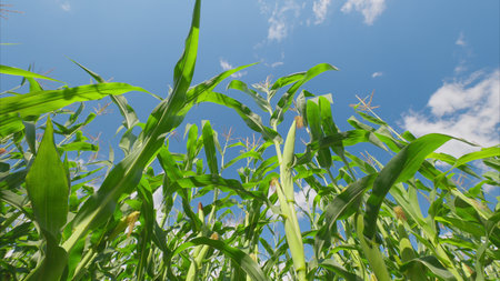 A Vibrant and Lush Green Cornfield Thrives Beautifully Under a Bright Blue Sky Above