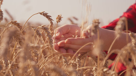 Exploring the Intricacies of Harvesting Wheat Fields A Detailed CloseUp Perspectiveの写真素材