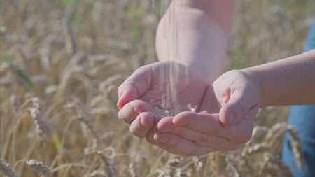 Hands Pouring Seeds into a Wheat Field, Symbolizing Agriculture and Natures Beauty