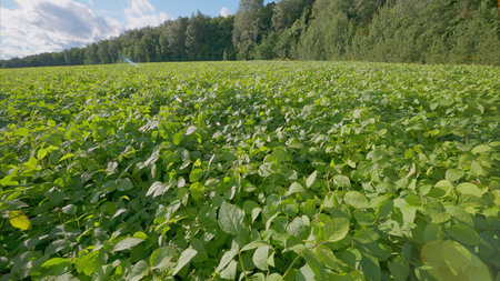 A Vast and Lush soy Green Field Stretching Under a Beautifully Bright Blue Sky Aboveの写真素材