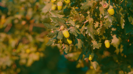 Beautiful Green Oak Tree Acorns Captured in Natural Light During the Daytime Hours