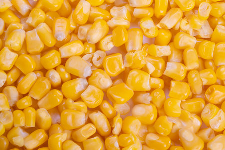 Shining yellow kernels macro view, Detailed image of golden corn kernels up close, Zoomedin view...