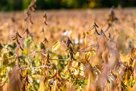 Layered fields with distant trees, Sunshine illuminates sprawling soybean fields with depth, Illuminated soybean plantations with layered scenery showing seasonal bountyの写真素材