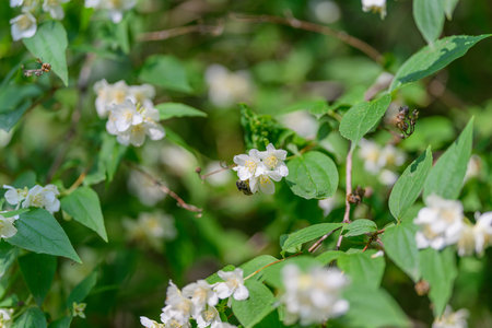 Delicate and Beautiful White Flowers Growing Among the Lush, Vibrant Green Foliage