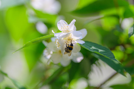 A bee diligently pollinating a pristine white flower within the beauty of natures landscapeの写真素材