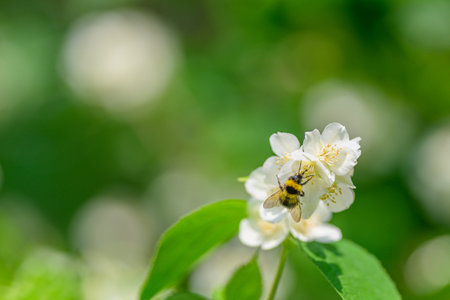 A bee diligently pollinating vibrant flowers in a blooming garden that is full of life and color
