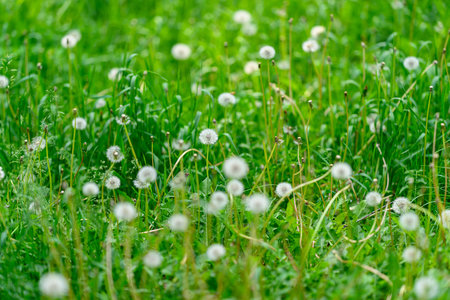 A Beautiful and Scenic Field of Bright Dandelions Blooming Amidst the Green Grass