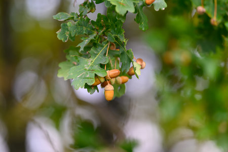 An Oak Tree adorned with Acorns and Vibrant Leaves in the Beautiful Nature of Autumn Seasons