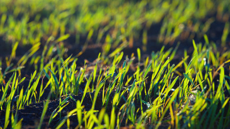 A Beautiful and Lush Green Rice Field Captured in CloseUp During the Time of Sunrise