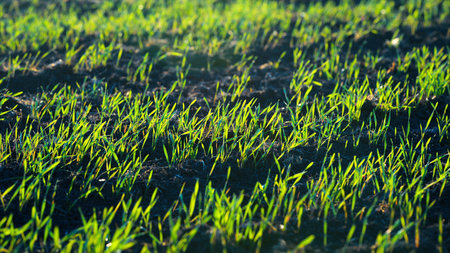 Lush and Vibrant Green Grass Thriving and Growing Vigorously in Rich, Fertile Soil on Earth
