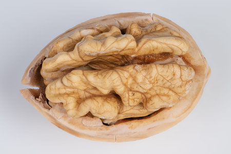 High quality photograph showcasing detailed walnut skin textures clearly. Impressive closeup image...