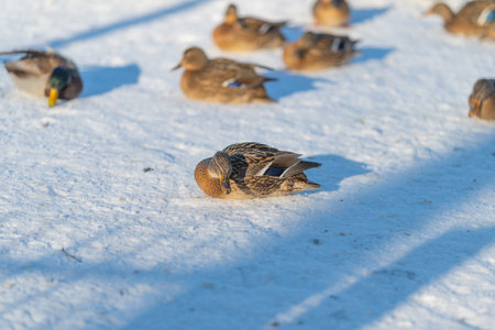 Female mallard resting on snow, curled feathers and drowsy posture, warm sunlight casting long blue shadows, distant flock blurred in background, serene coldseason wildlife momentの写真素材